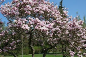 magnolia